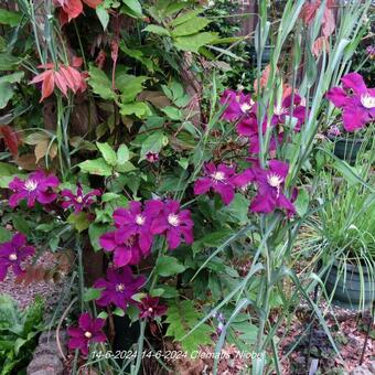 Clematis 'Niobe'