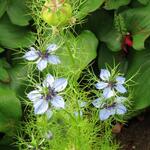 Nigella sativa - Zwarte komijn, nootmuskaatbloem, nigella,