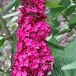 Buddleja davidii 'Prince Charming' - Vlinderstruik