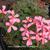 Pelargonium 'Dresden Pink'