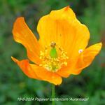 Papaver cambricum 'Aurantiaca' - Schijnpapaver