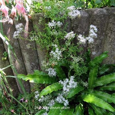 Witte muurpeper - Sedum album