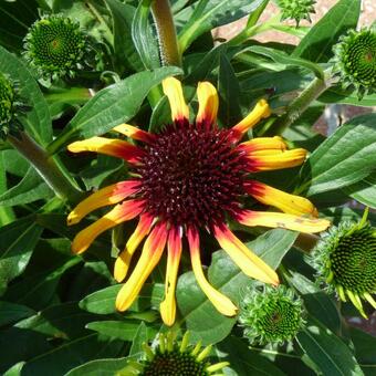 Echinacea SUNSEEKERS 'Tequila Sunrise'