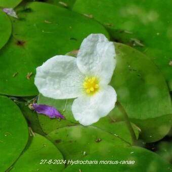 Hydrocharis morsus-ranae