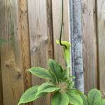 Arisaema tortuosum - Cobralelie