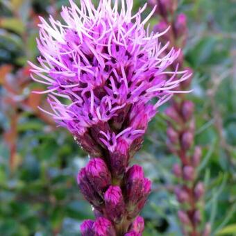 Liatris spicata