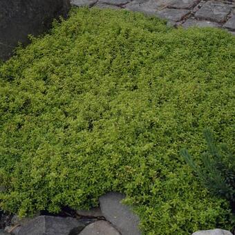 Thymus x citriodorus 'Argenteus'