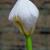 Dietes grandiflora