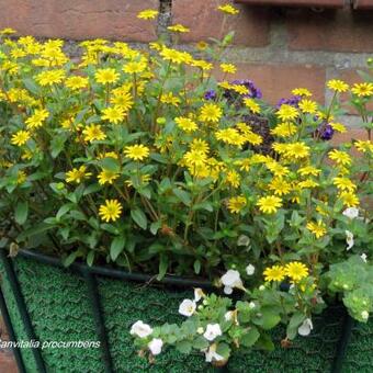 Sanvitalia procumbens