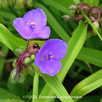 Tradescantia andersoniana