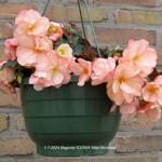 Begonia I'CONIA 'Miss Montreal' - Knolbegonia