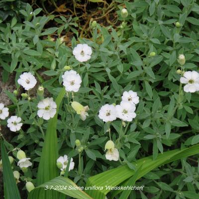 Lijmkruid/Hemelroosje - Silene uniflora 'Weisskehlchen'