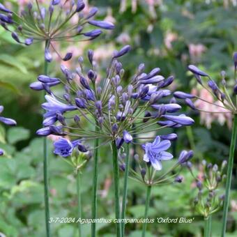 Agapanthus campanulatus 'Oxford Blue'