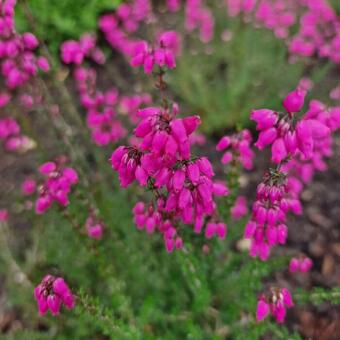 Erica cinerea 'C.D. Eason'