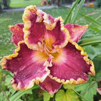 Hemerocallis 'Castle Rock'