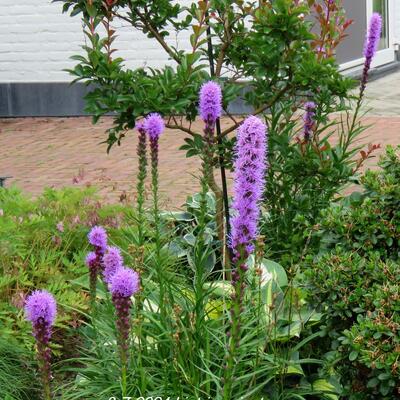 Lampepoetser - Liatris spicata