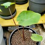 Colocasia 'Bikini-tini' - Olifantsoor