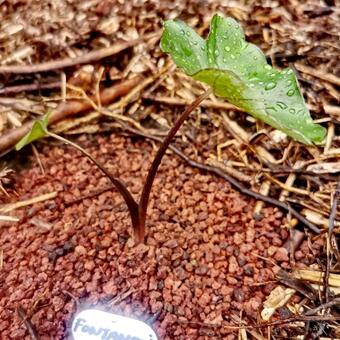 Colocasia esculenta  'Fontanesii'