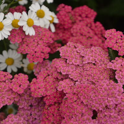 Achillea millefolium 'Cerise Queen' - Duizendblad