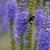 Veronica spicata 'Sunny Border Blue'