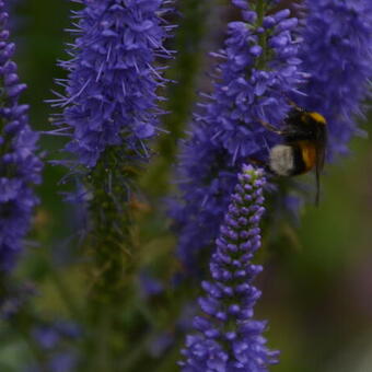 Veronica spicata 'Sunny Border Blue'