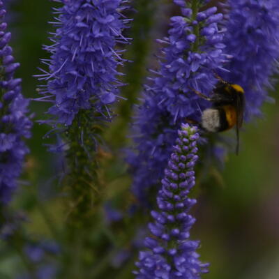 Ereprijs - Veronica spicata 'Sunny Border Blue'