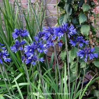 Agapanthus  'Navy Blue'