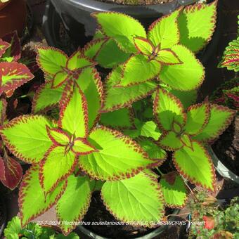 Plectranthus scutellarioides STAINED GLASSWORKS 'Velvet'