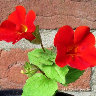 Mimulus 'Bonfire Red'