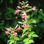 Fuchsia 'Walz Jubelteen' - Bellenplant