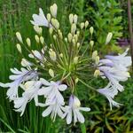 Agapanthus 'Queen Mum' - Afrikaanse lelie