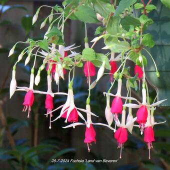 Fuchsia 'Land van Beveren'