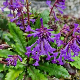 Wulfenia carinthiaca