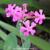 Silene armeria