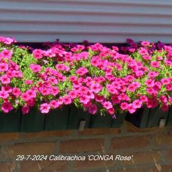 Calibrachoa 'CONGA Rose'