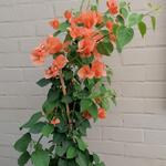 Bougainvillea x buttiana 'Orange King' - Bougainville