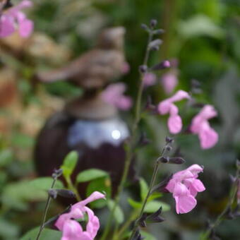 Salvia 'No Shame'