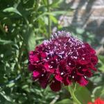 Scabiosa atropurpurea 'Summer Berries' - Duifkruid/Schurftkruid