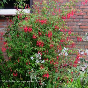 Fuchsia regia subsp. regia