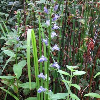 Lobelia siphilitica