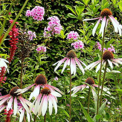 Rode zonnehoed - Echinacea 'Pretty Parasol'