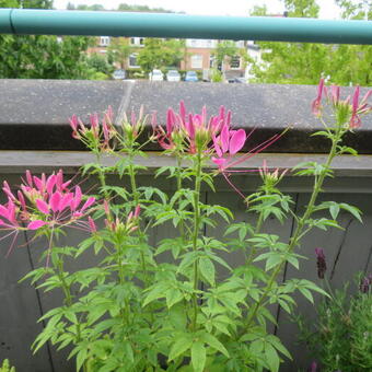 Cleome hassleriana 'Rose Queen'