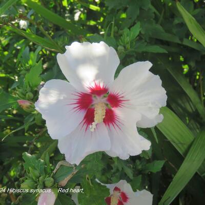 Altheastruik - Hibiscus syriacus ’Red heart’