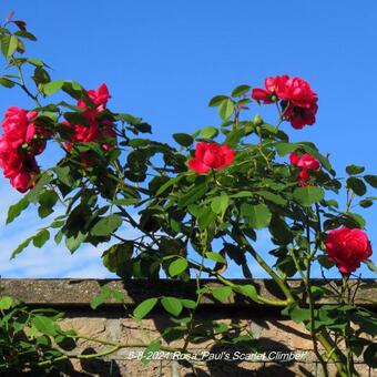 Rosa 'Paul's Scarlet Climber'