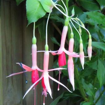 Fuchsia 'Helena'