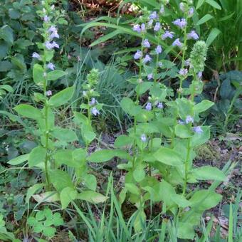 Lobelia siphilitica