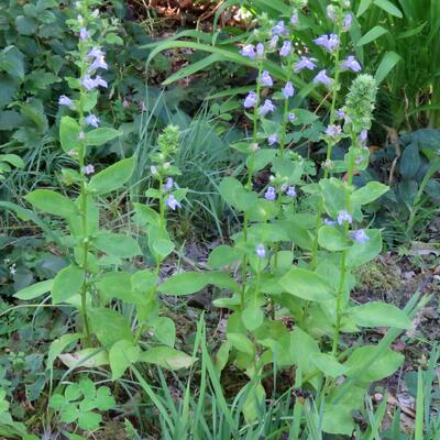 Virginische Lobelia - Lobelia siphilitica