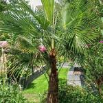 Trachycarpus sp. 'Manipur'  - Manipurpalm