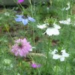 Nigella damascena 'Persian Jewels' - Juffertje in het groen