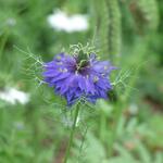 Nigella damascena 'Persian Jewels' - Juffertje in het groen